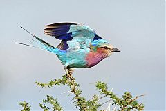 Lilac-breasted Roller